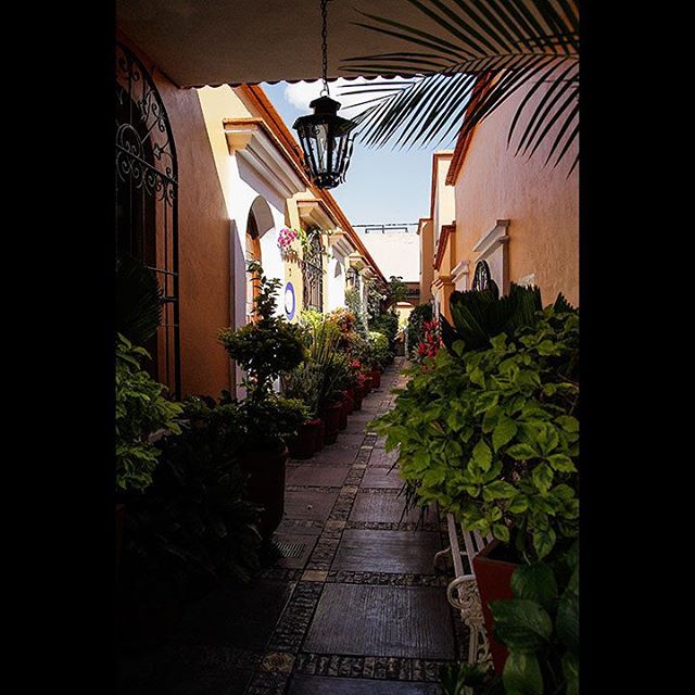 COURTYARD GARDEN
My visit to Oaxaca Mexico made me realize how similar it is to my country of origin, Greece. 
Photo: © @spiro_photographer 
#spiro #spiro_photographer #mexico #oaxaca #oaxacamexico #courtyard #courtyardgarden