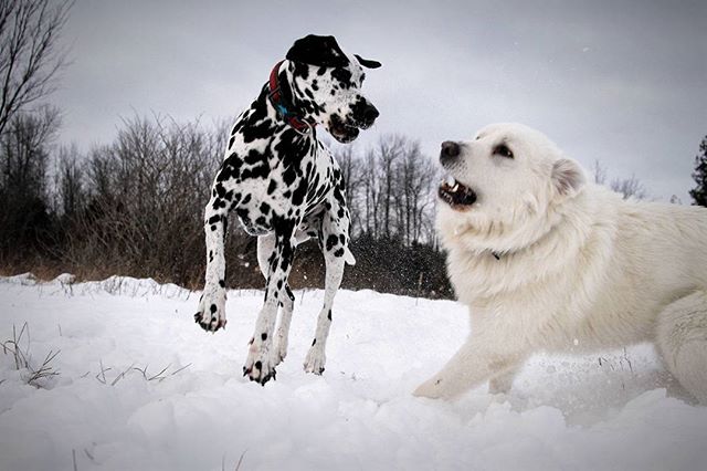 Snow in April,
Playtime with my two besties

#springsnow #playtime #mybestbuds #besties #mydogs