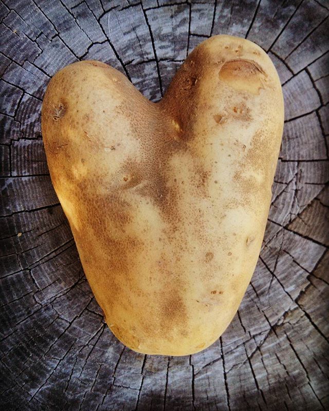 FOUND LOVE,
Unlikely circumstances.

Shot with cell phone

#love #potato #potatoeheart #woodbackground #foundlove