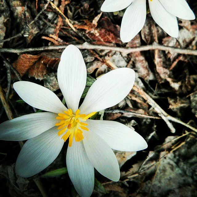 First blooms, Trout-Lily (I believe).
Shot with cell phone.

#troutlily #firstbloom #springflowers #edibles #wildedibles #greatfind