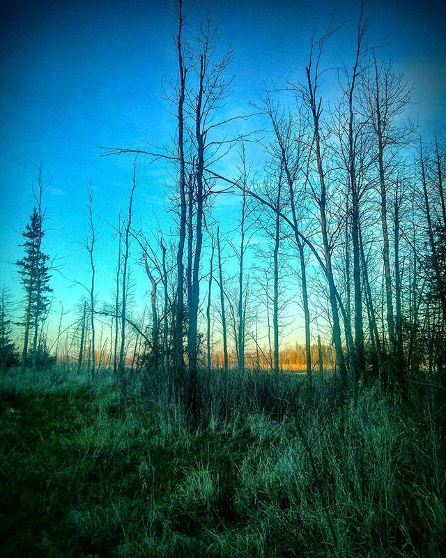 Before dusk, walk in the wetlands.
Shot with cell phone.
#wetlands #walkinthefields #settingsun #beforedusk