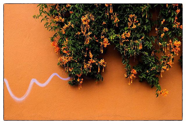 Oaxaca City, Oaxaca, Mexico
Wall, floral vine and graffiti. 
#oaxaca #mexico #wall #floral #colour #livingcolour #spiro #spiro_photographer #spirophotographer
