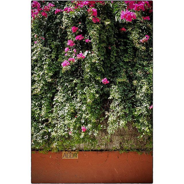 OAXACA CITY, MEXICO
Floral cascade and AGUA
#oaxaca #mexico #oaxacamexico #colour #floral. #floralcascade #agua #vine #city #architecture #graphic #shape #spiro #spiro_photographer #spirophotographer