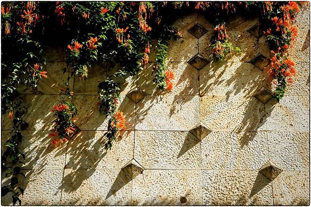 OAXACA CITY, MEXICO
Hanging flowers with competing textures and shadows
#oaxaca #mexico #oaxacamexico #colour #texture #shadows #vibrant #flower #rhythm #composition #city #architecture #graphic #design #shape #spiro #spiro_photographer #spirophotographer