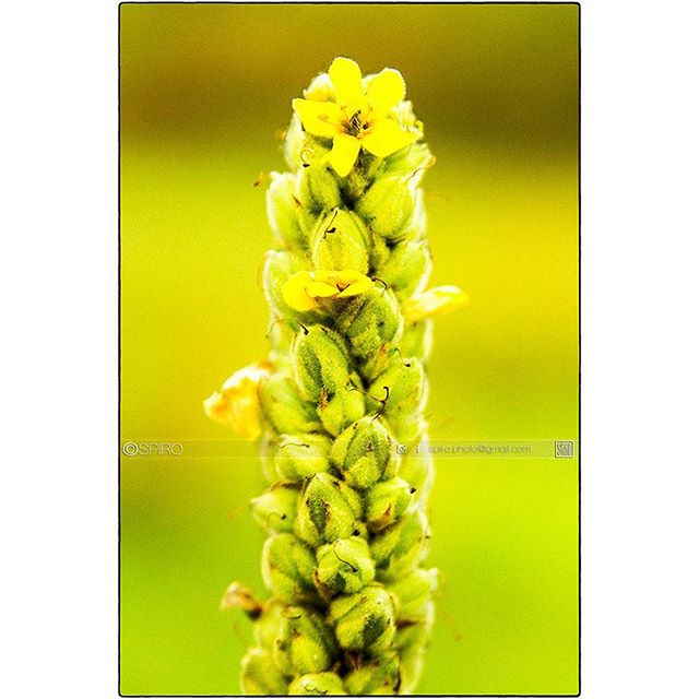 From this mornings walk with my dogs: portrait of a mullein plant.

#morningwalk #mullein #medecine #medicinal #field #green #spiro #spirophotographer #spiro_photographer