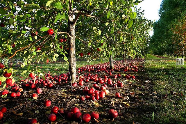 APPLE SEASON
@spiro_photographer

#apple #kilmarnock #fall #fallcolours #fruit #spiro #canada_true #spiro_photographer #spirophotographer #spirophotography #ottawa #ontario