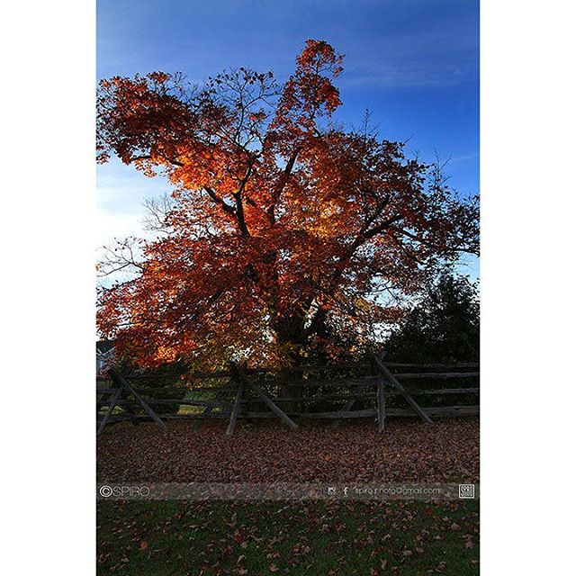 Autumn colours - Portrait of a maple tree.
@spiro_photographer

#fallcolours #fall #maple #changingleaves #spiro #canada_true #spiro_photographer #spirophotography #spirophotographer