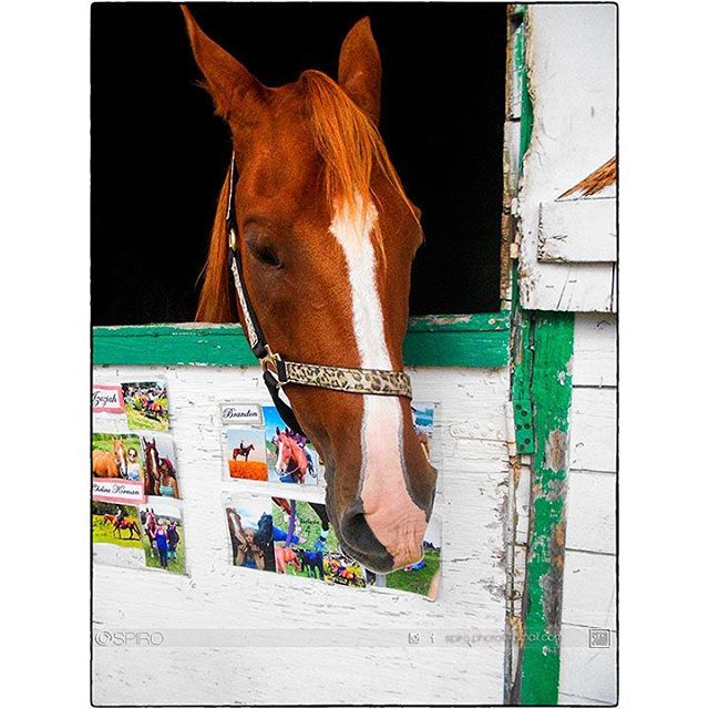PORTRAIT
@spiro_photographer

#portraitmood #portraitfestival #portrait #horse #champion #spiro #spiro_photographer #spirophotographer #spirophotography #bromefair #cowansville #quebec #canada