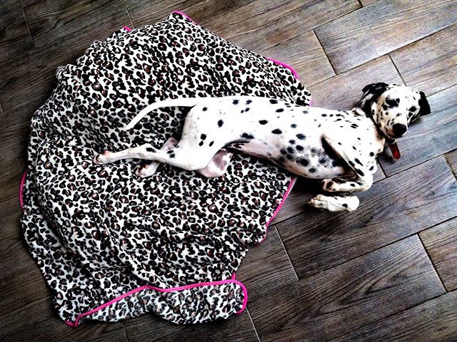 My Mia. She loves being in bed. 
#mia #mydog #bed #lazy #baby #babygirl #mybaby #love #spot